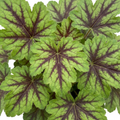 Tiarella Angel Wings - 2L Pot The Rose Press Garden