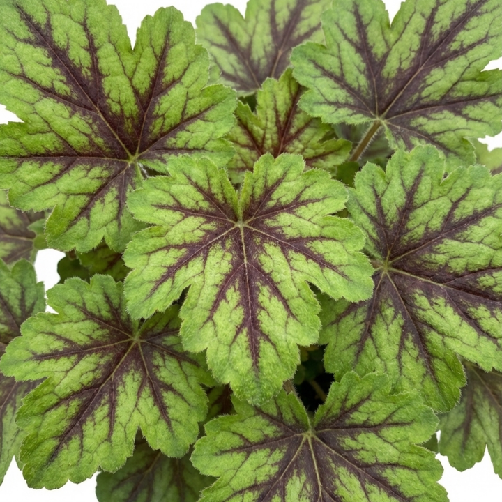 Tiarella Angel Wings - 2L Pot The Rose Press Garden