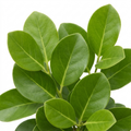 Griselinia Littoralis 'New Zealand Broadleaf' Evergreen Hedging 2L Pot The Rose Press Garden