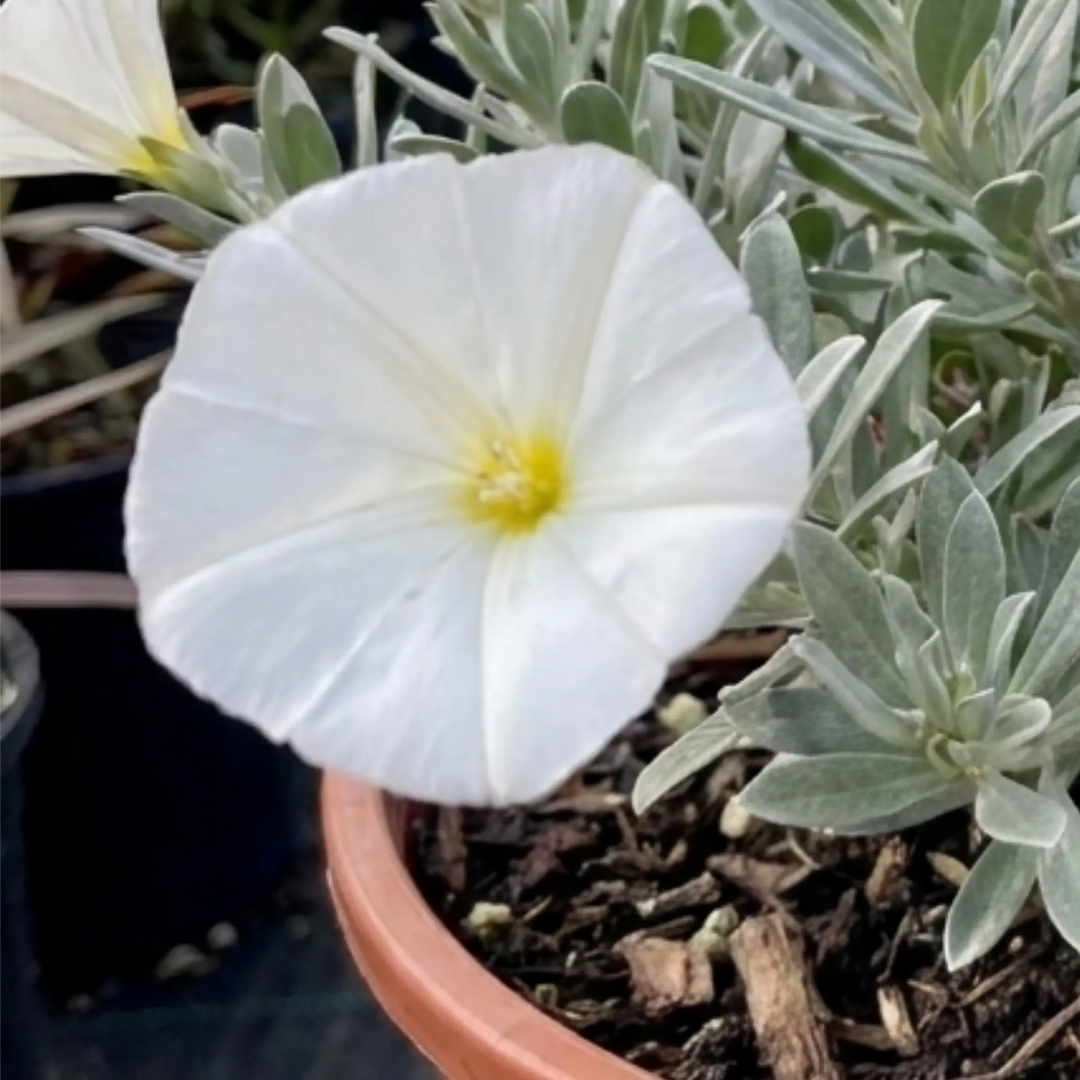 Convolvulus Cneorum Silver Bush Hardy Evergreen Shrub Plant 17cm Pot 2L Plants By Post