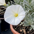 Convolvulus Cneorum Silver Bush Hardy Evergreen Shrub Plant 17cm Pot 2L Plants By Post