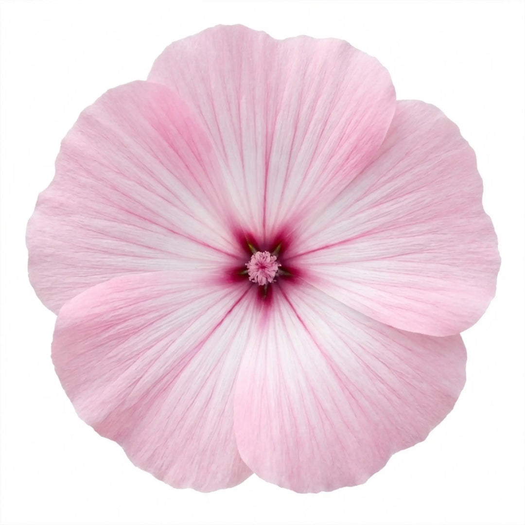 Lavatera Barnsley Baby Hardy Flowering Shrub Plant 17cm Pot 2L Plants By Post
