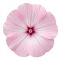 Lavatera Barnsley Baby Hardy Flowering Shrub Plant 17cm Pot 2L Plants By Post