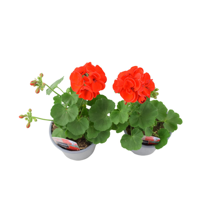 Zonal Geranium Upright Mixed Colours – Set of 2 x 1L Potted Plants Plants By Post