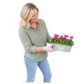 Floral Design Trough with Cyclamen – Wooden Handles & Moss Top Plants By Post
