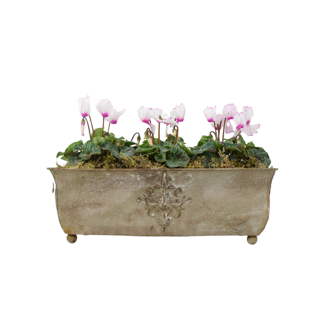 Cyclamen Premium Metal Trough Planter – Elegant Purple & White Blooms Plants By Post