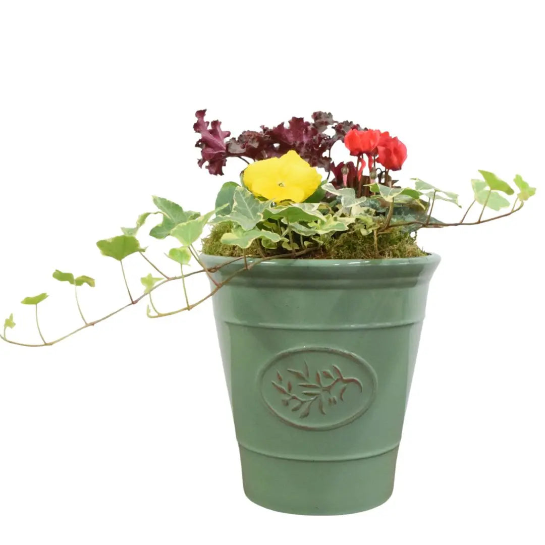 Olive Planter with Mixed Seasonal Plants – Grey or Green Garden Container Plants By Post