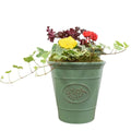 Olive Planter with Mixed Seasonal Plants – Grey or Green Garden Container Plants By Post