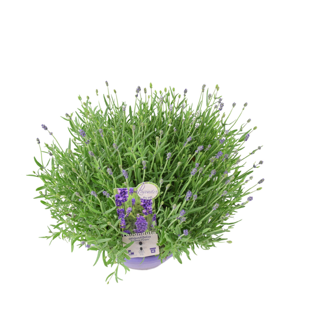 Lavender Essence Purple in 5L Pot – Highly Fragrant British Grown Garden Shrub Plants By Post