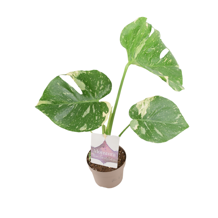 Monstera Thai Constellation – A Rare & Highly Sought-After Variegated Houseplant Plants By Post