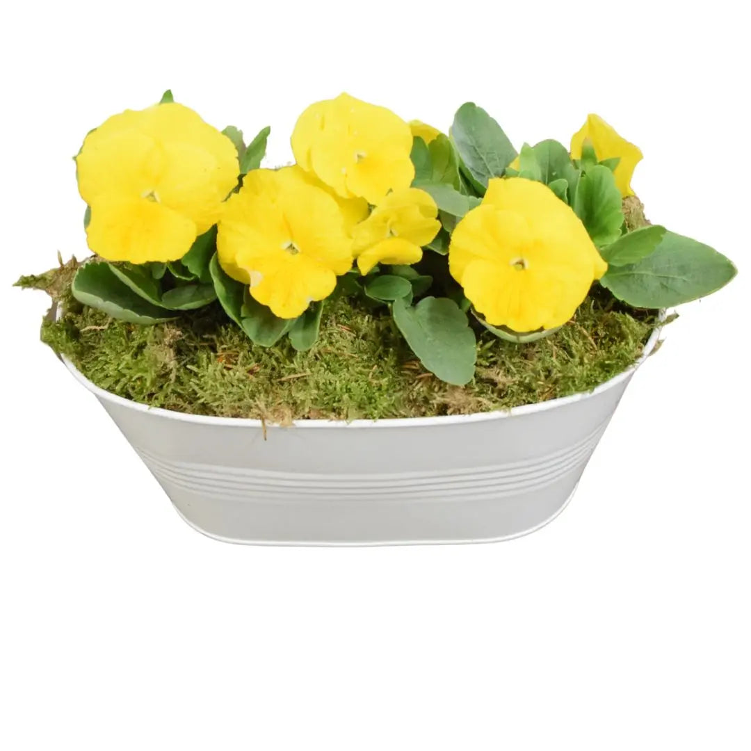 White Metal Trough with Mixed Seasonal Plants – Moss Finish Garden Planter Plants By Post