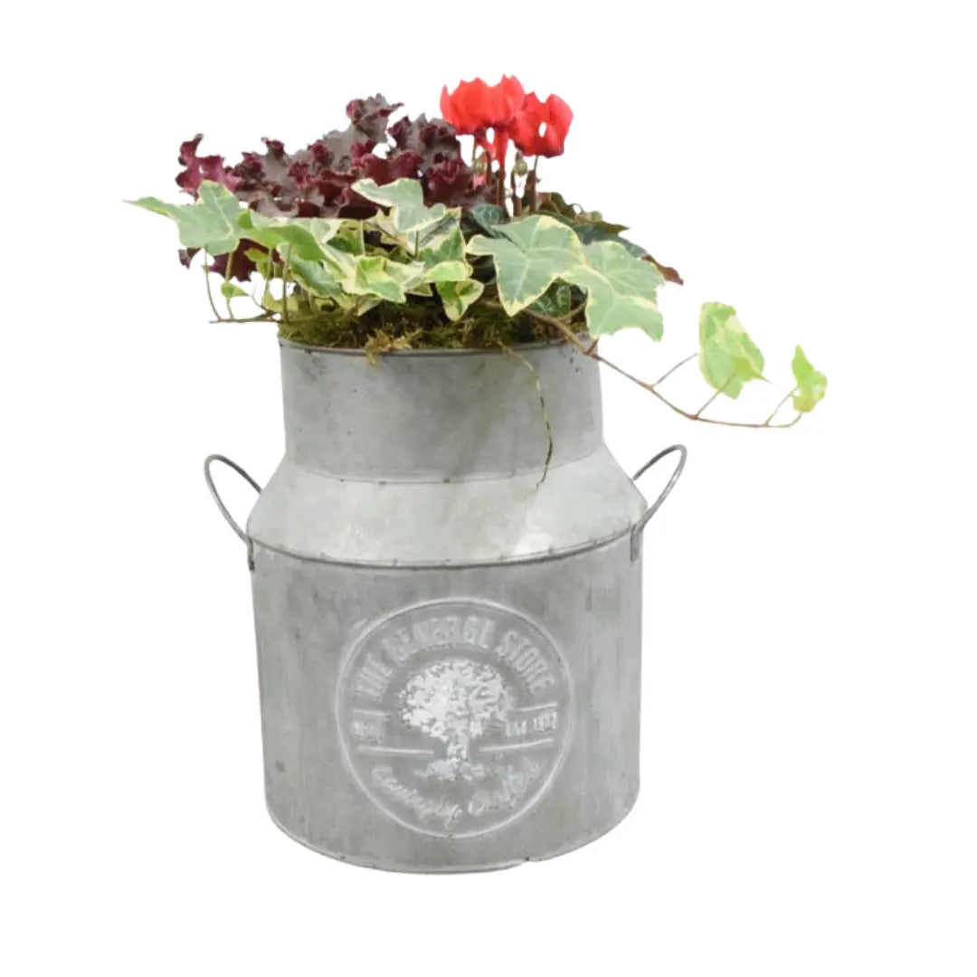 Seasonal Milk Churn with Mixed Plants – Autumn Colour Garden Planter Plants By Post