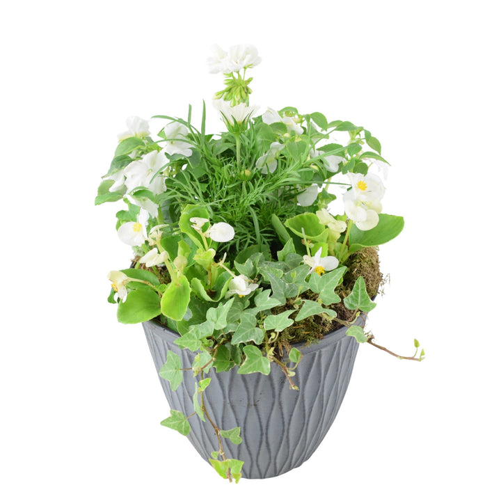 Vibrant Seasonal Planted Container – 26cm Decorative Outdoor Planter with Seasonal Flowers Plants By Post