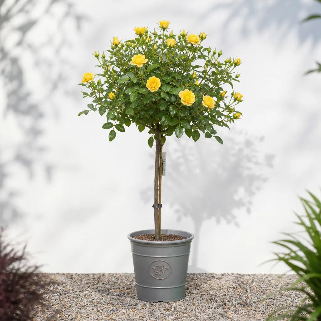 7.5L Standard Rose Tree Yellow with bright yellow blooms in a garden setting