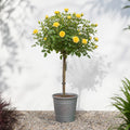 7.5L Standard Rose Tree Yellow with bright yellow blooms in a garden setting