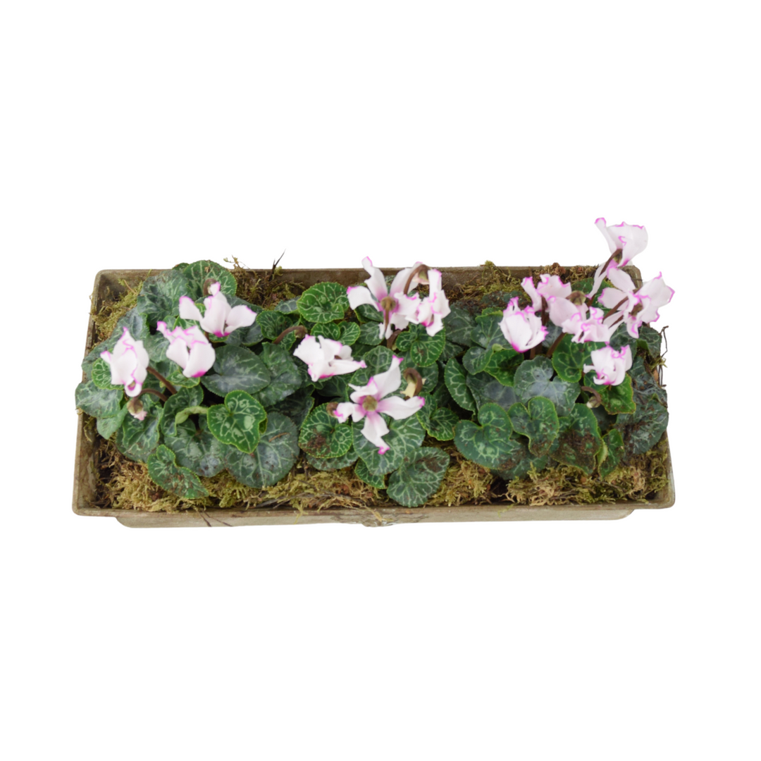 Cyclamen Premium Metal Trough Planter – Elegant Purple & White Blooms Plants By Post