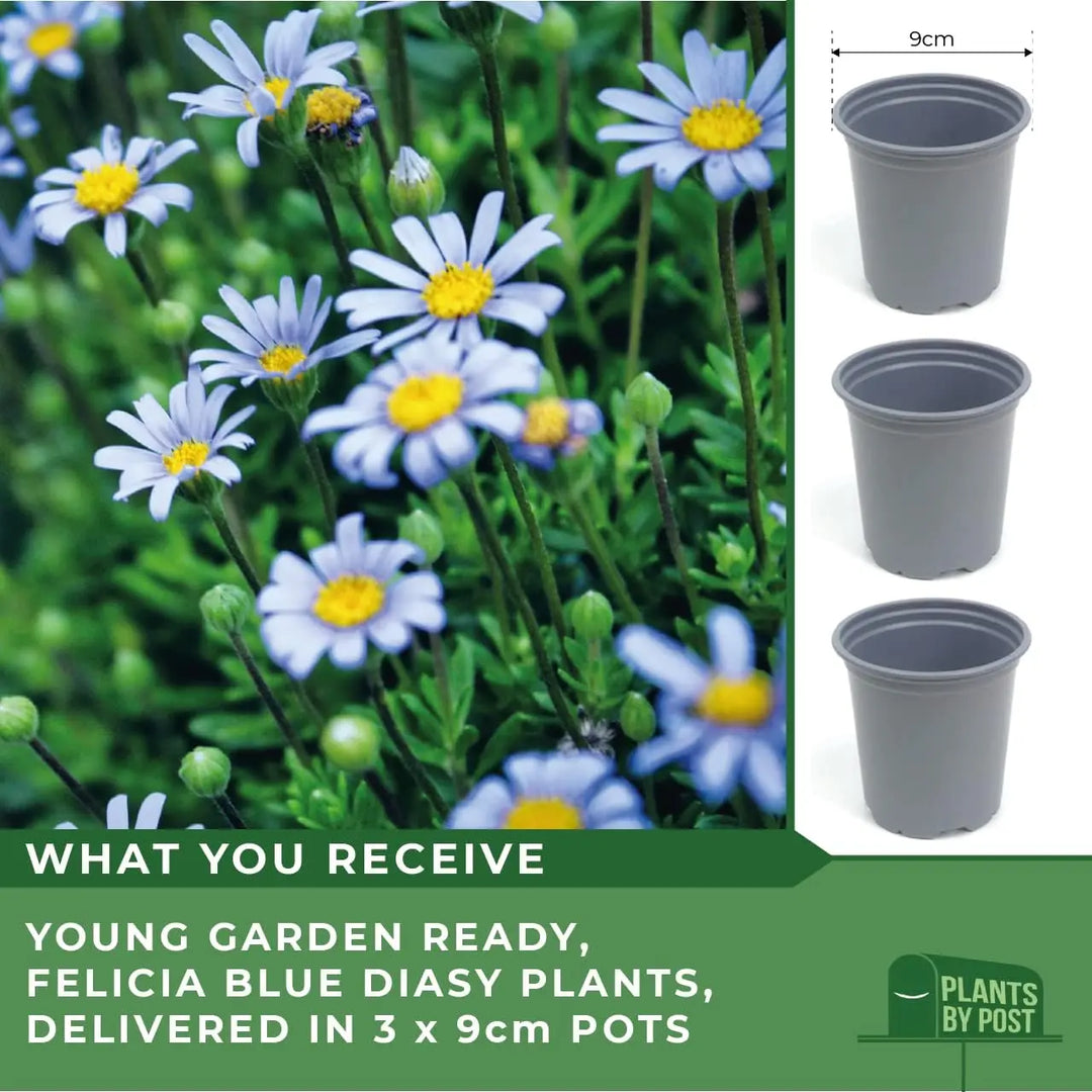 Felicia Blue – 3 Plants in 9cm Recyclable Pots Stunning Blue Daisy-Like Flowers plants by post