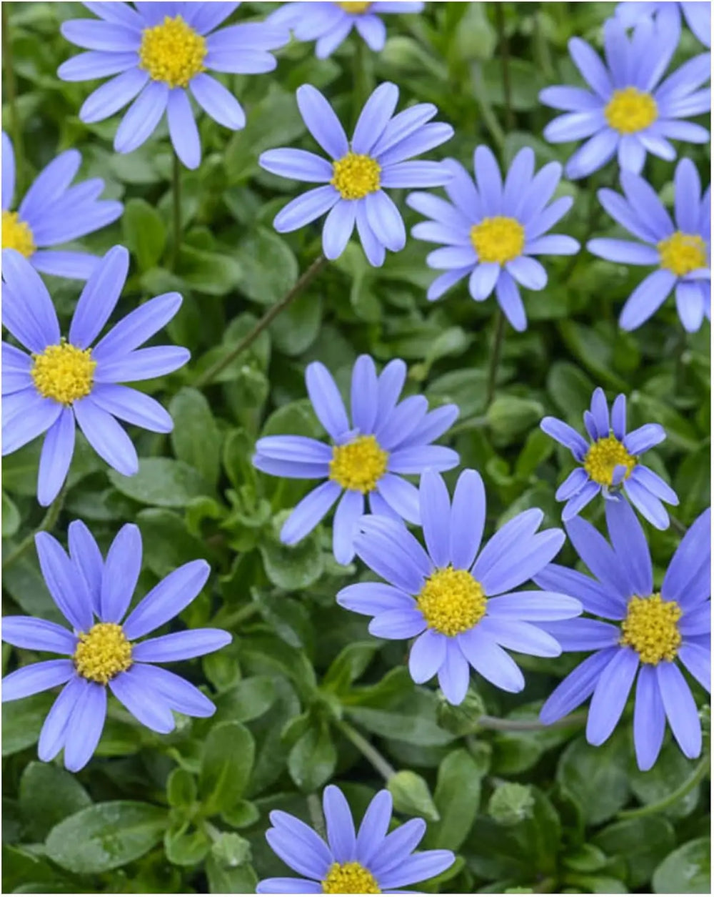 Felicia Blue – 3 Plants in 9cm Recyclable Pots Stunning Blue Daisy-Like Flowers plants by post