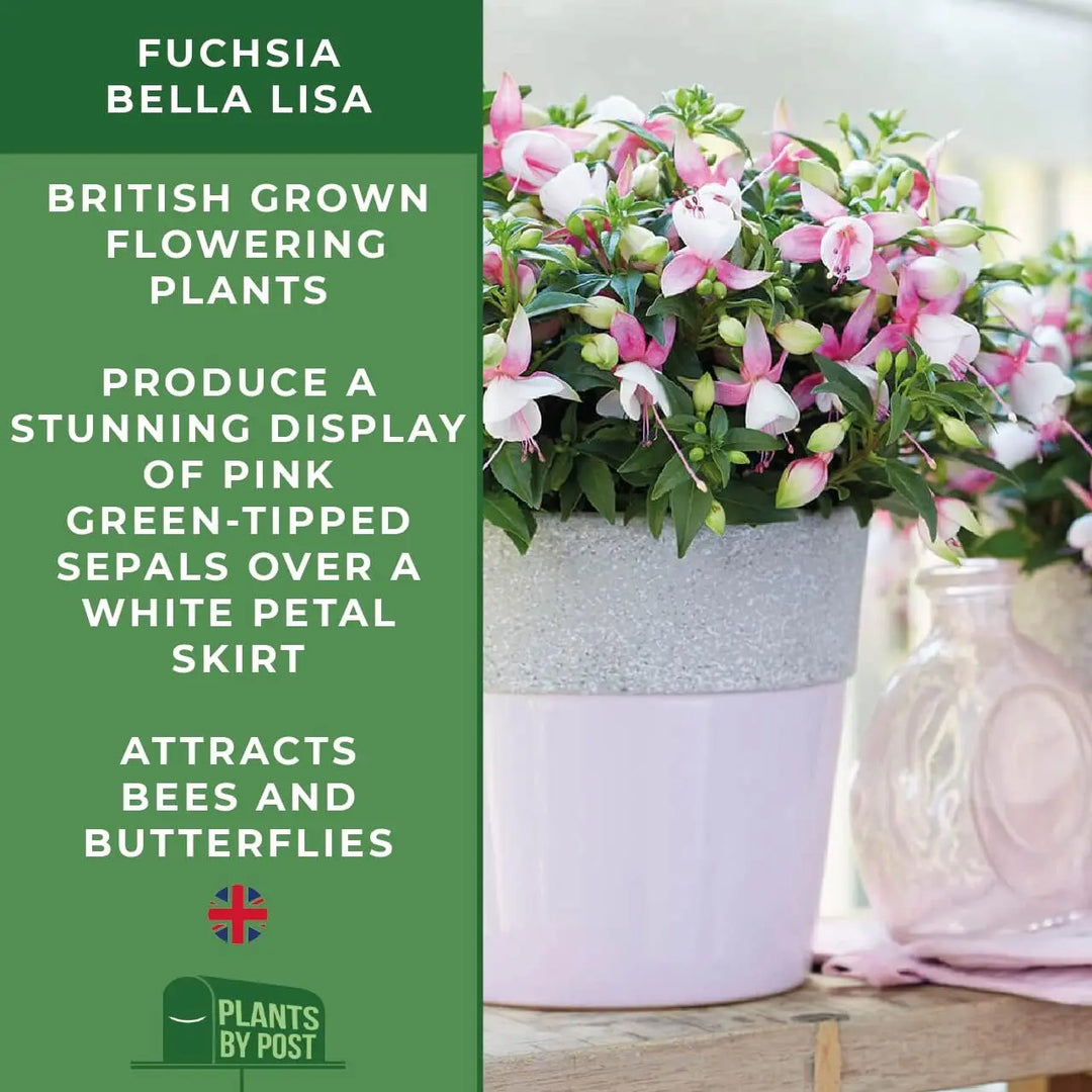 Fuchsia Bella Lisa – 3 Plants in 9cm Recyclable Pots plants by post