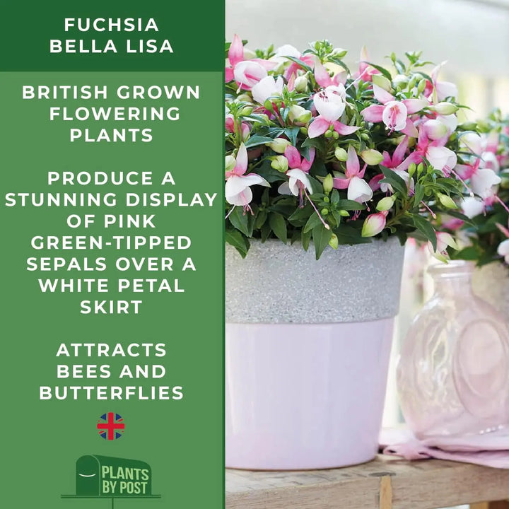 Fuchsia Bella Lisa – 3 Plants in 9cm Recyclable Pots plants by post