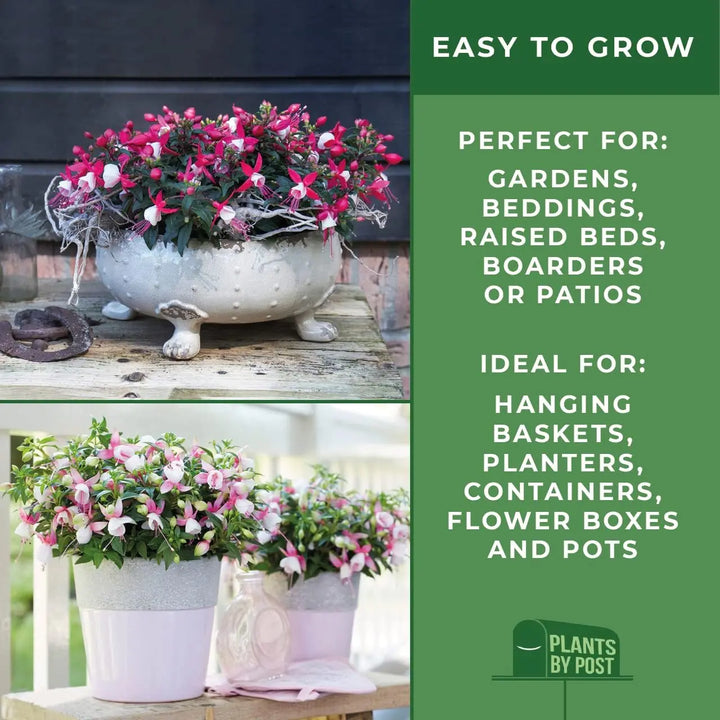Fuchsia Bella Lisa – 3 Plants in 9cm Recyclable Pots plants by post