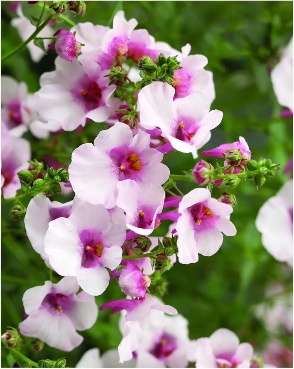 Diascia Flying Colours Appleblossom 9cm In Recyclable Pots x 3 Plants plants by post