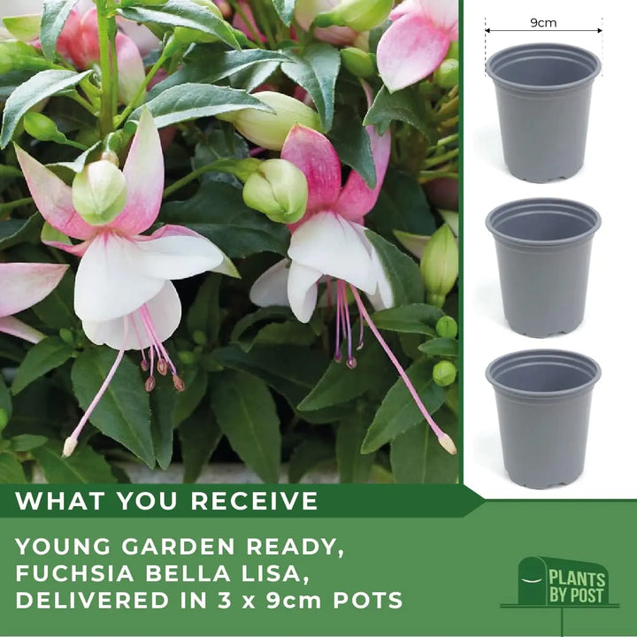 Fuchsia Bella Lisa – 3 Plants in 9cm Recyclable Pots plants by post