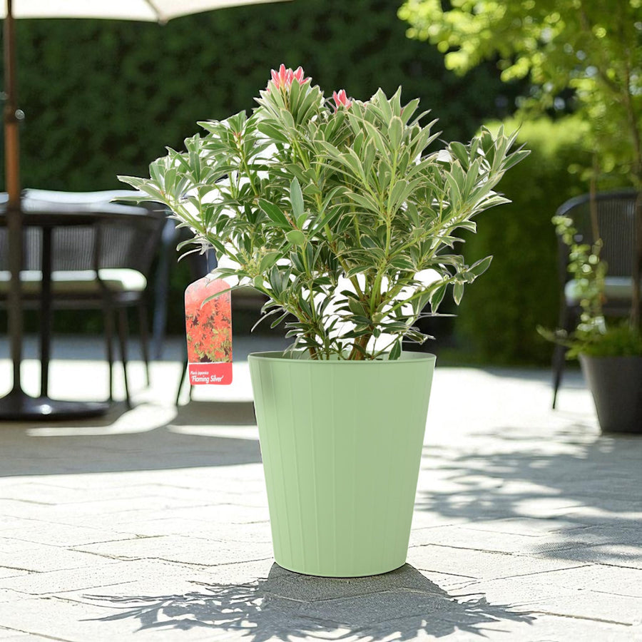 Pieris ‘Flaming Silver’ – Evergreen Shrub in 5L Pot, Colourful Foliage & Spring Flowers Plants By Post