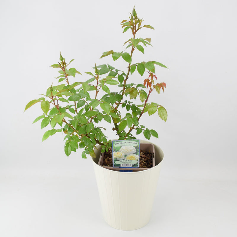 Rose Champagne Moment Bush 5.5L