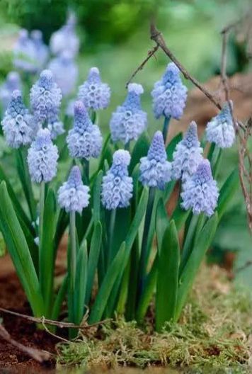 Muscari Azureum (20 Bulbs) The Rose Press Garden