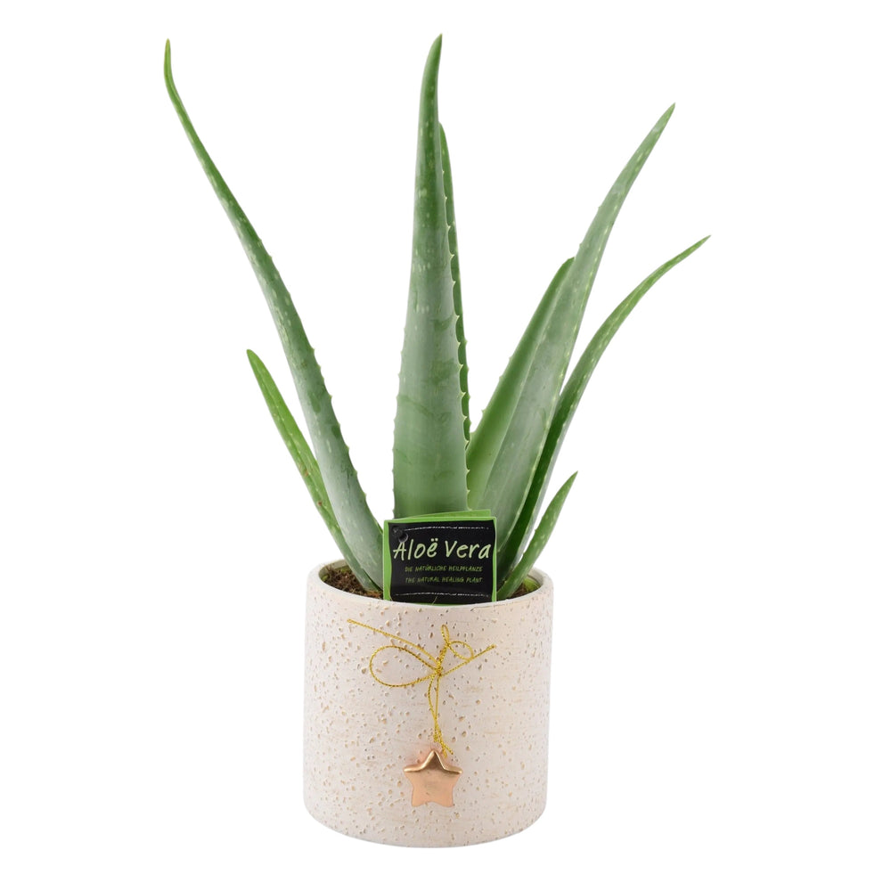 Aloe Vera Plant UK - Medicinal Air Purifying Festive Pot Plants By Post