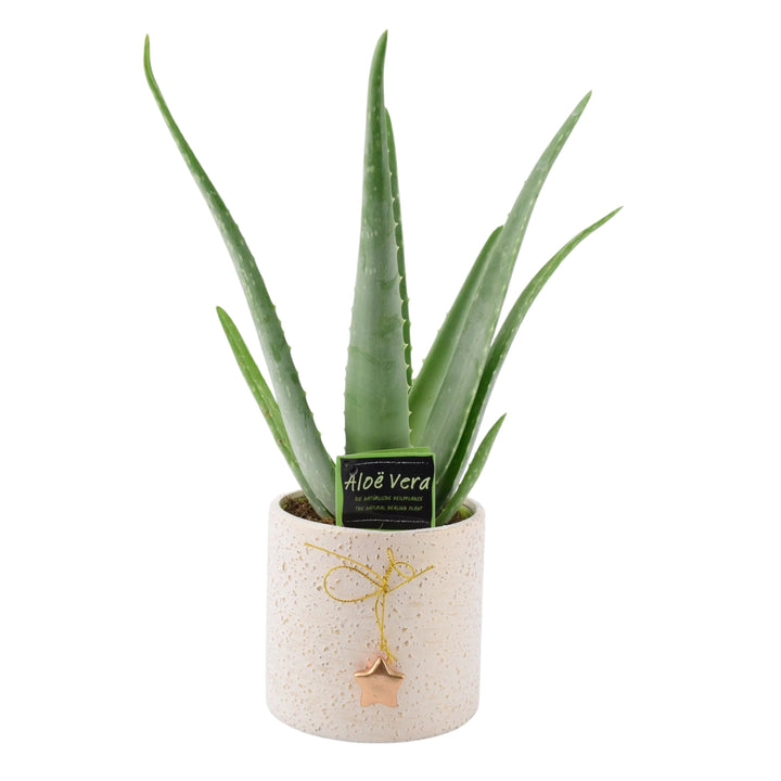 Aloe Vera Plant UK - Medicinal Air Purifying Festive Pot Plants By Post