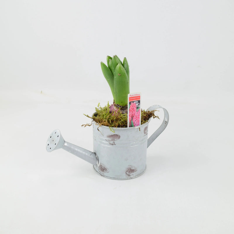 Hyacinth Planted Metal Watering Can