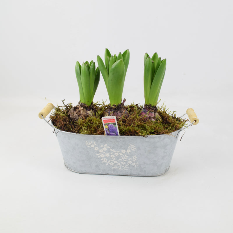 Spring Hyacinth Planted Trough x 3