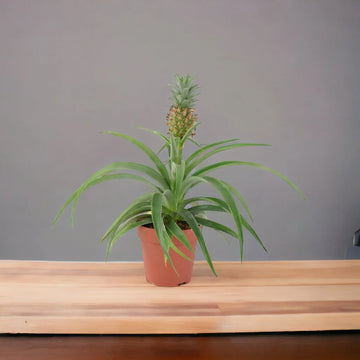 Pineapple in Sea Grass Basket Plants By Post