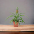 Pineapple in Sea Grass Basket Plants By Post