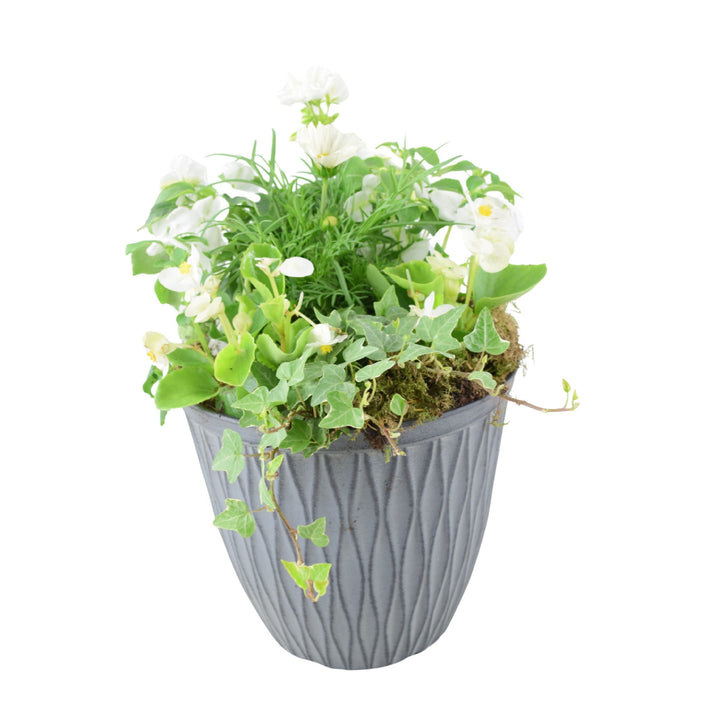 Vibrant Seasonal Planted Container – 26cm Decorative Outdoor Planter with Seasonal Flowers Plants By Post