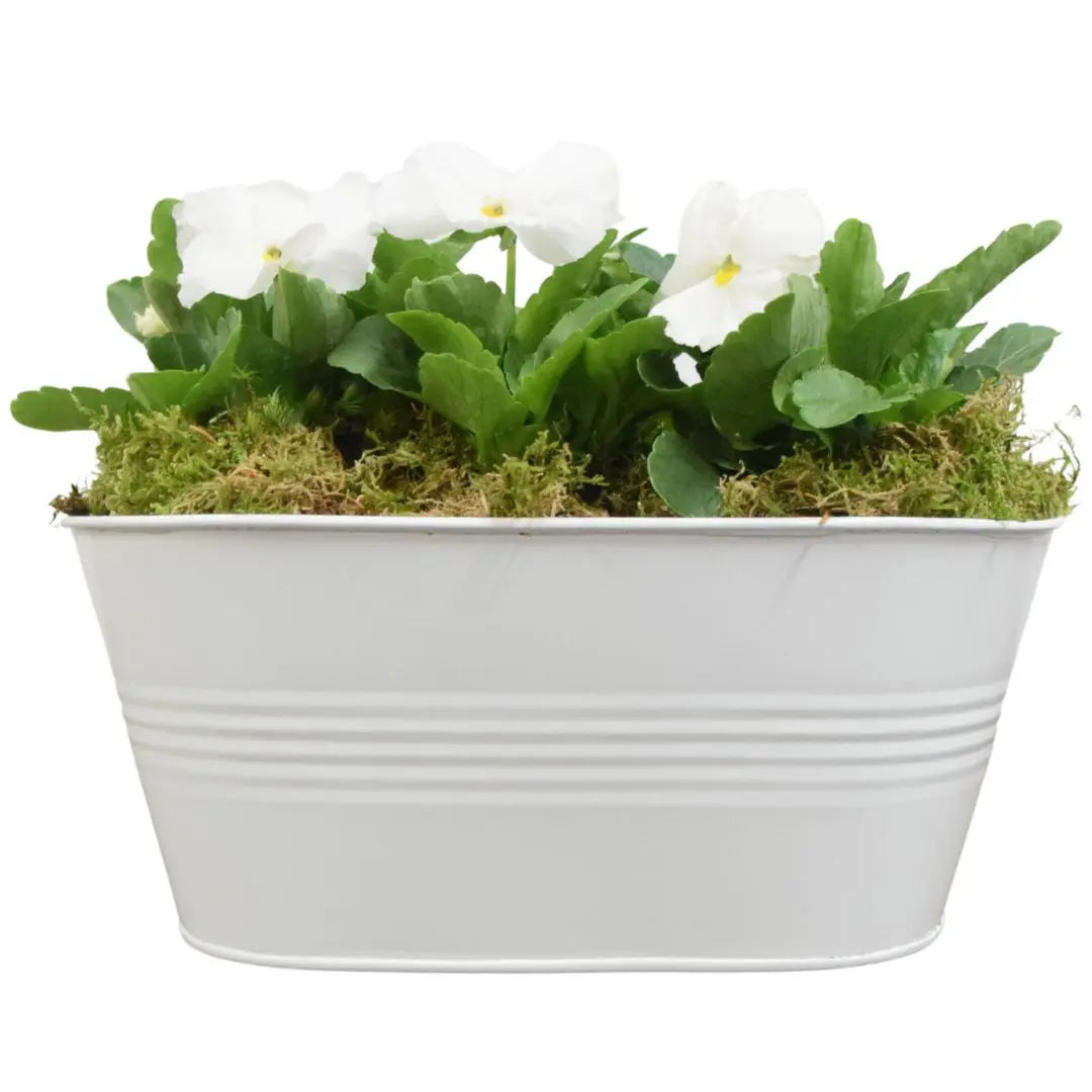 White Metal Trough with Mixed Seasonal Plants – Moss Finish Garden Planter Plants By Post