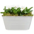 White Metal Trough with Mixed Seasonal Plants – Moss Finish Garden Planter Plants By Post