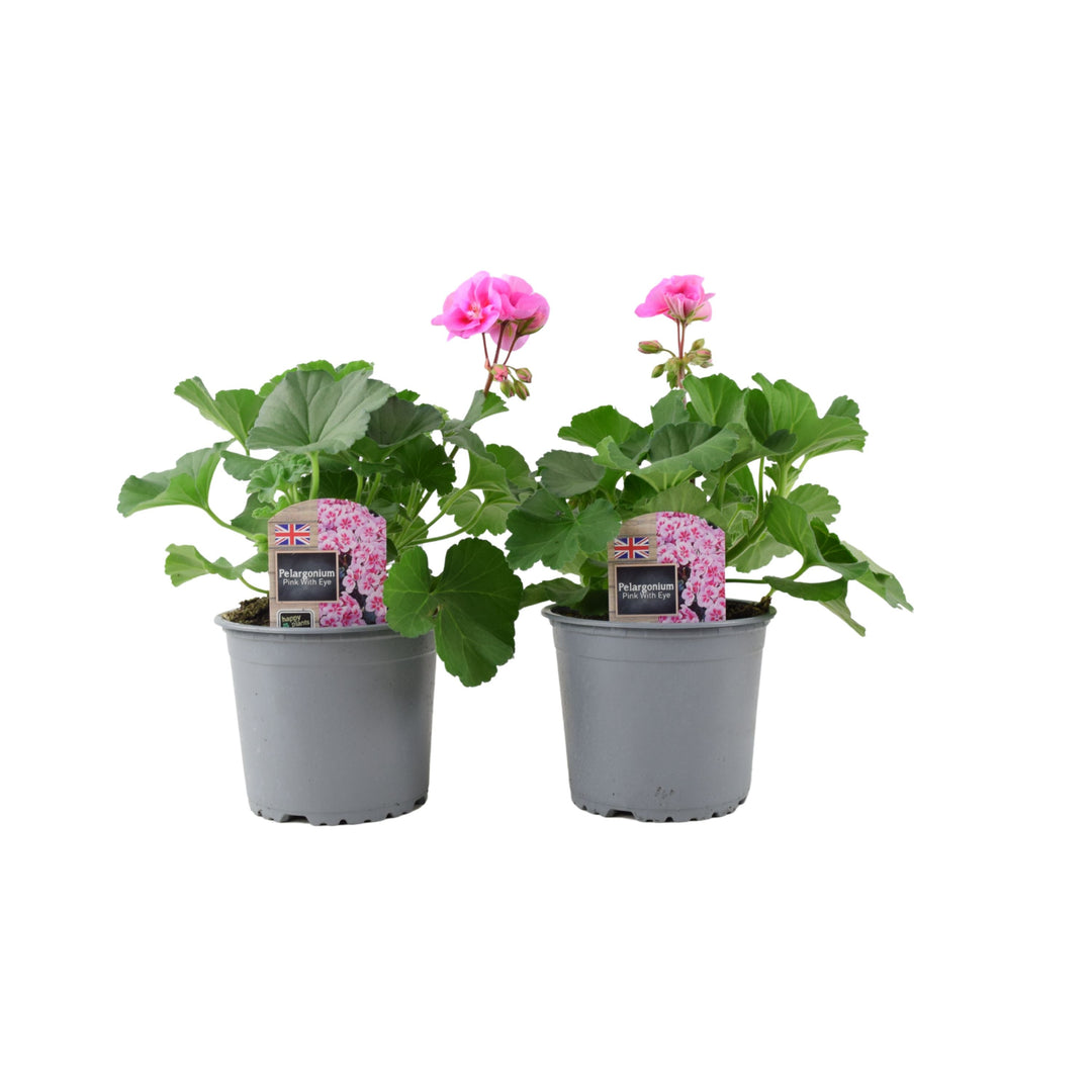 Zonal Geranium Upright Mixed Colours – Set of 2 x 1L Potted Plants Plants By Post