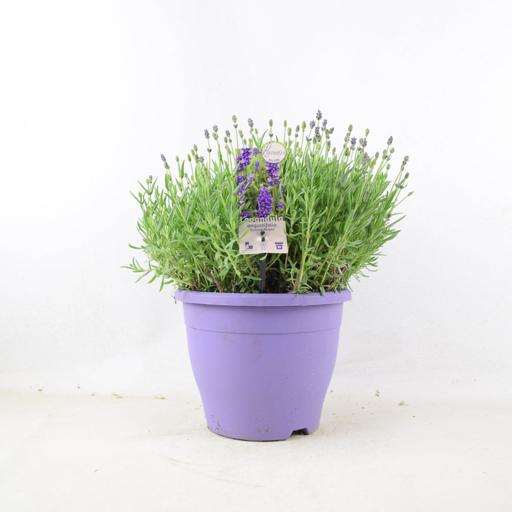 Lavender Essence Purple in 5L Pot – Highly Fragrant British Grown Garden Shrub Plants By Post