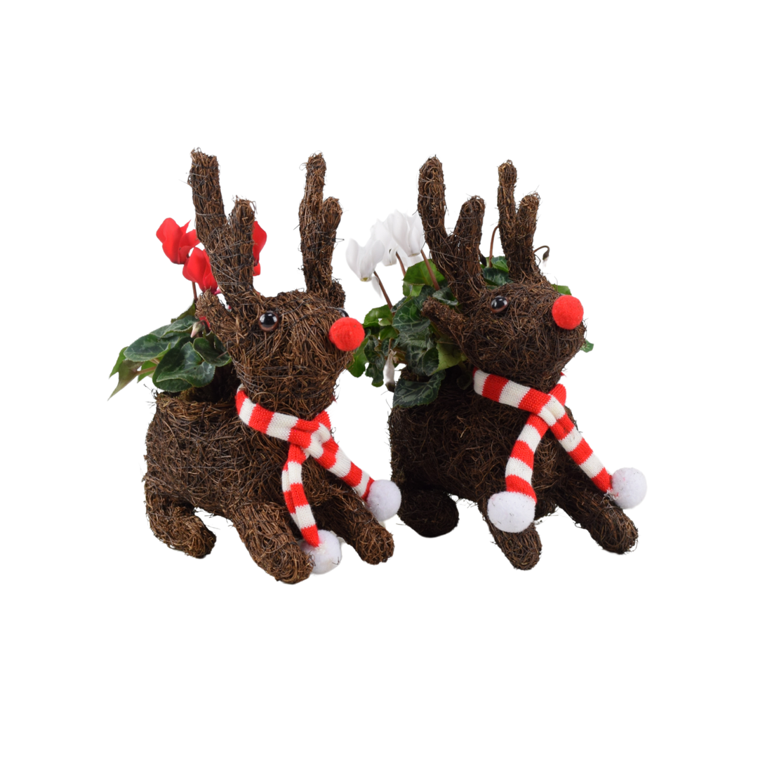 Sitting Reindeer – Festive Decorative Ornament (Red, White, or Red & White) Plants By Post