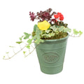 Olive Planter with Mixed Seasonal Plants – Grey or Green Garden Container Plants By Post