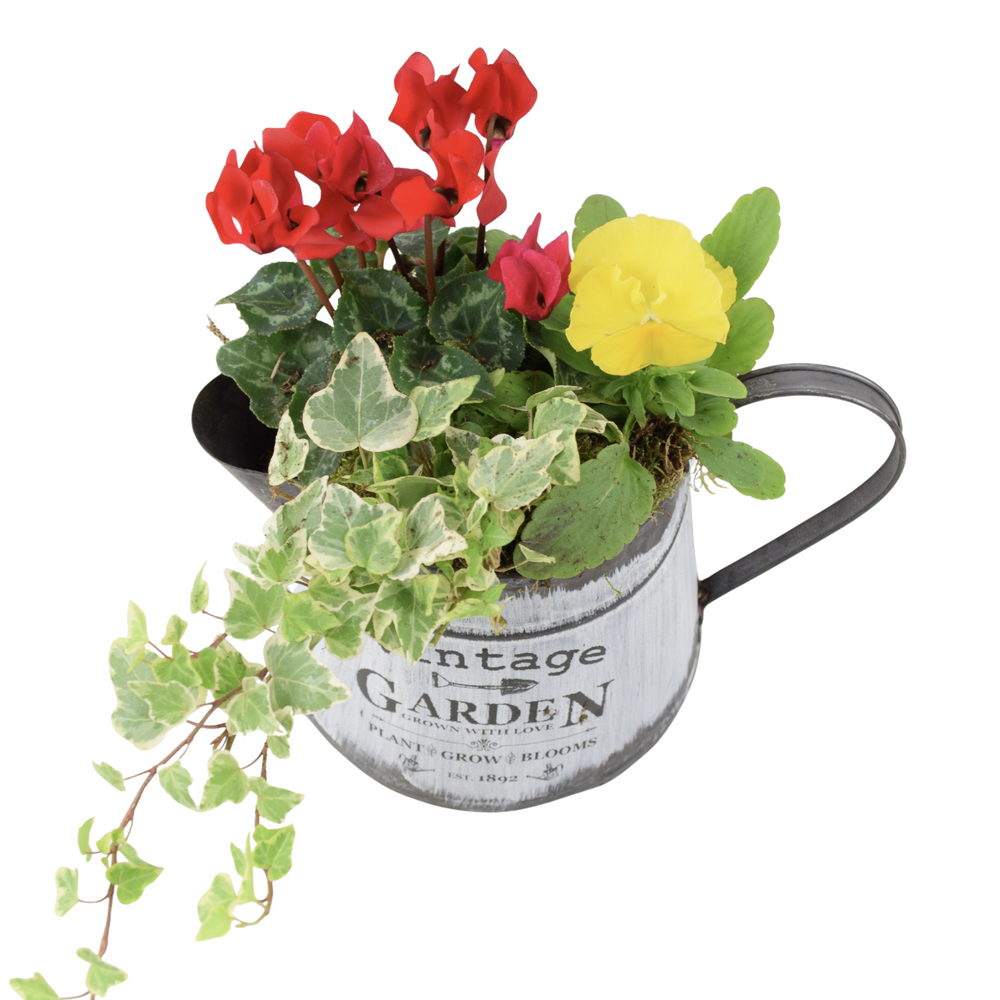 Seasonal Vintage Jug Planter - Pre-Planted Cottage Garden Display Plants By Post