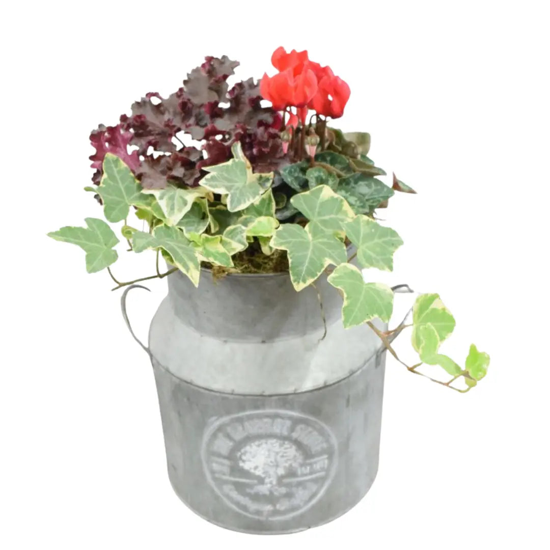 Seasonal Milk Churn with Mixed Plants – Autumn Colour Garden Planter Plants By Post