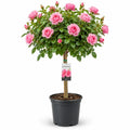 7.5L Standard Rose Tree Pink 100-110cm - Elegant Flowering Garden Rose Plant Plants By Post