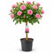 Nursery Pot