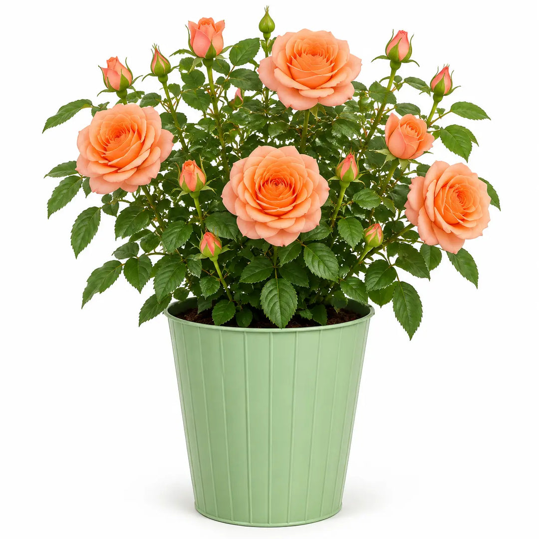 3L Happy Birthday Peach Rose Bush - Beautiful Flowering Plant Gift Plants By Post