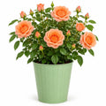 3L Happy Birthday Peach Rose Bush - Beautiful Flowering Plant Gift Plants By Post
