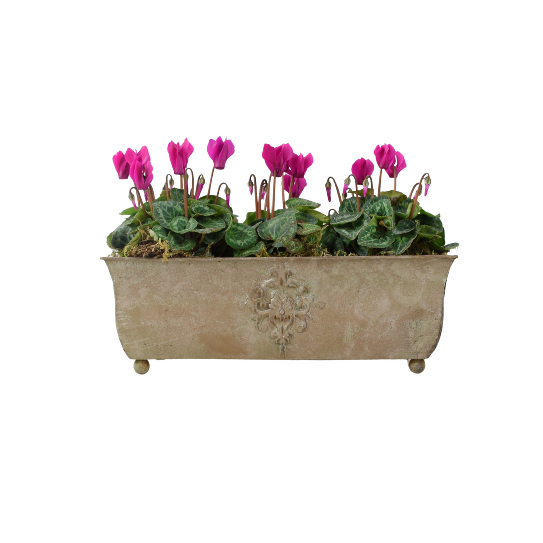 Cyclamen Premium Metal Trough Planter – Elegant Purple & White Blooms Plants By Post